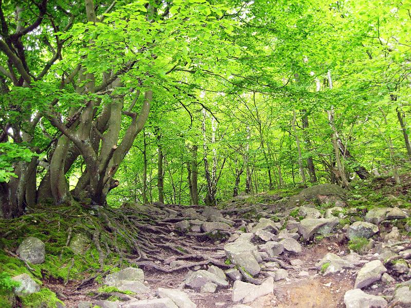 Walk-22-E.jpg