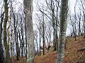 Walk-21-B